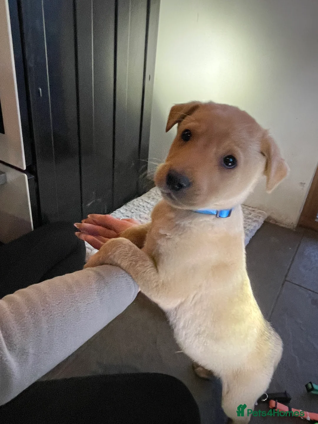 Labrador Retriever dogs for sale: All Reduced to £850 Ready to go now only 1 left - Advert 20