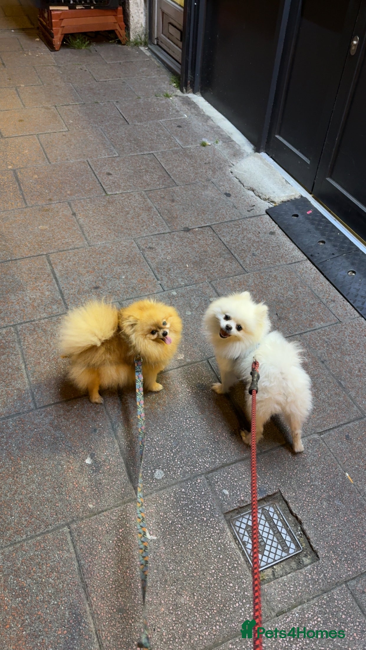 Pomeranian dogs Pomeranian for sale - Advert 18