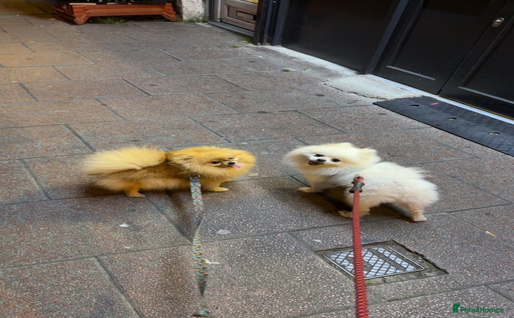 Pomeranian dogs - Advert 2