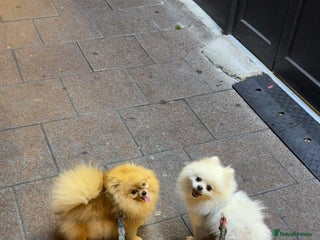 Pomeranian dogs for sale - Advert 1