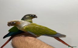 Conures birds for sale: Beautiful hand tamed conures  - Image 2