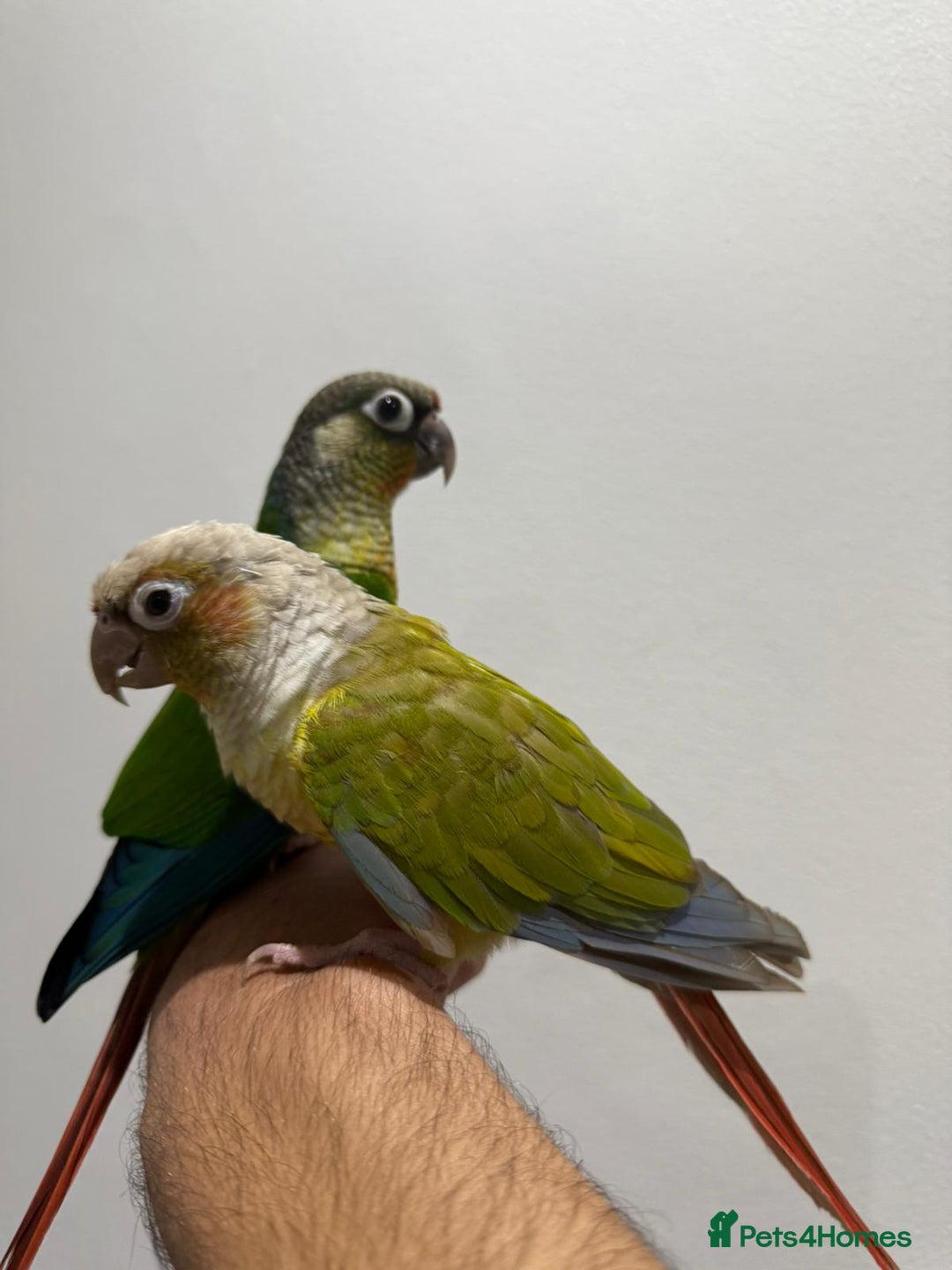 Conures birds for sale: Beautiful hand tamed conures  - Image 2