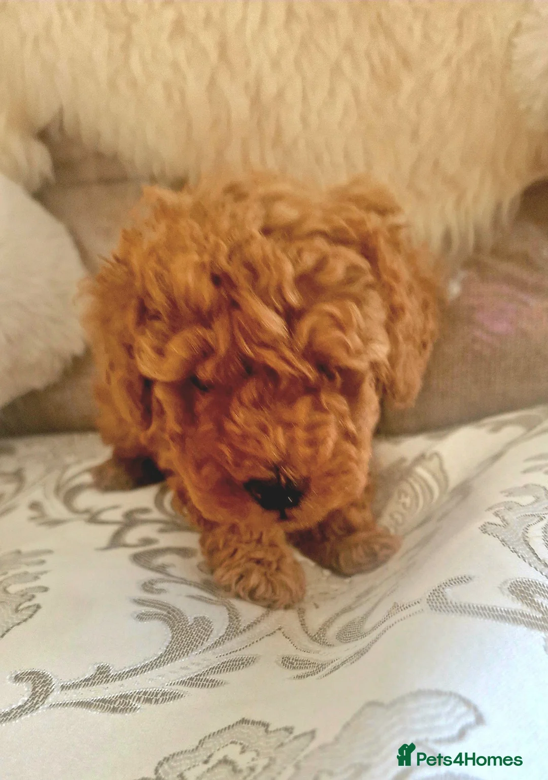 Toy Poodle dogs for sale: Toy Poodle Boy - Advert 7