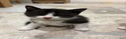 Mixed Breed cats for sale: Beautiful Kittens looking for loving homes in Carmarthen - Advert 4