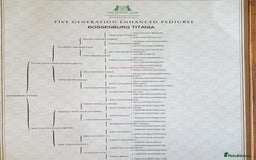 German Shepherd dogs for sale: KC REGISTERED GERMAN SHEPHERD PUPPIES  - Image 9