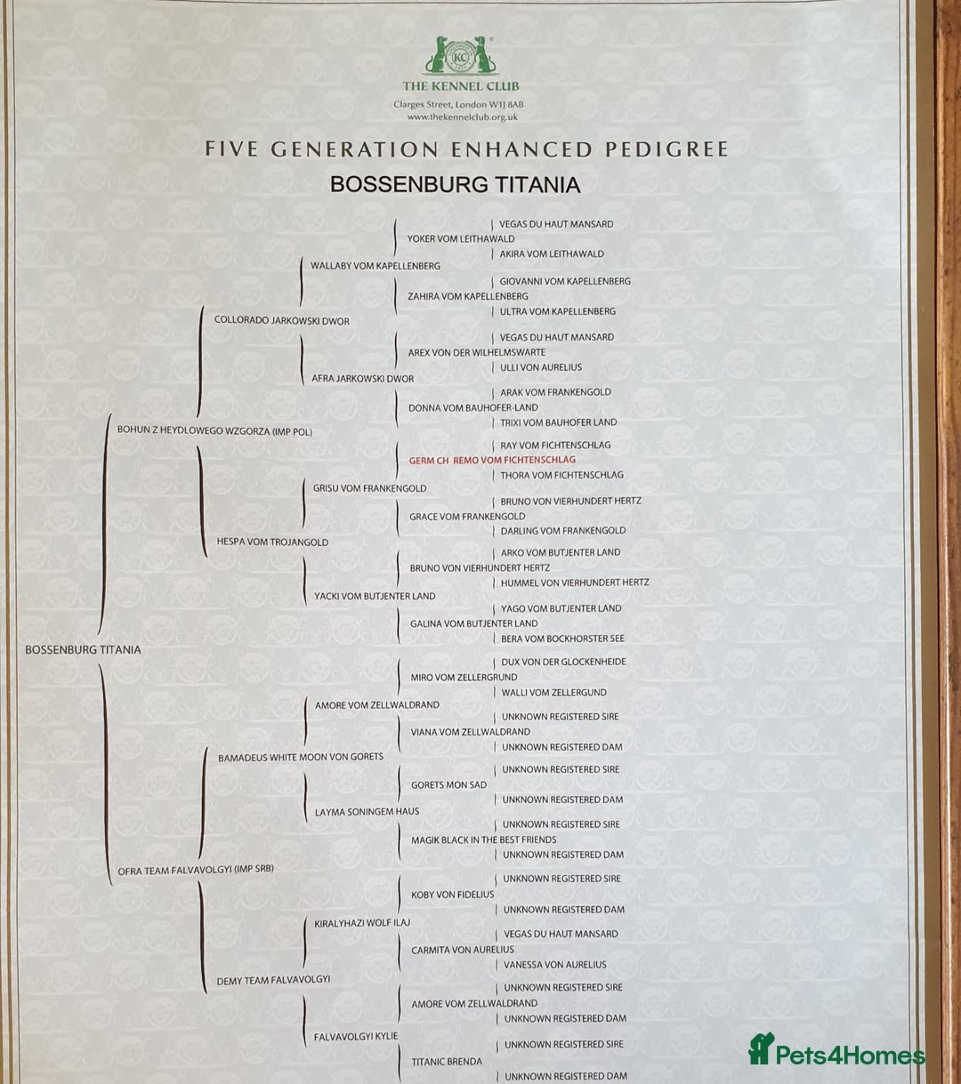 German Shepherd dogs for sale: KC REGISTERED GERMAN SHEPHERD PUPPIES  - Image 9