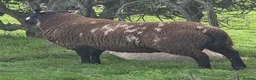 Sheep livestock for sale: Dutch Spotted x Texel Ram Lamb x2 - Advert 5
