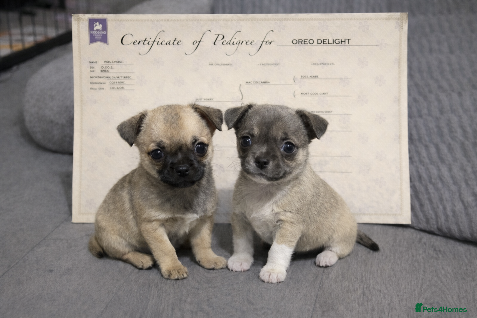 Chihuahua dogs Full pedigree Chihuahua puppies - Advert 9