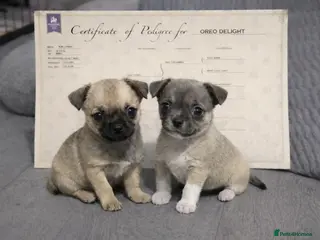 Chihuahua dogs Full pedigree Chihuahua puppies - Advert 9