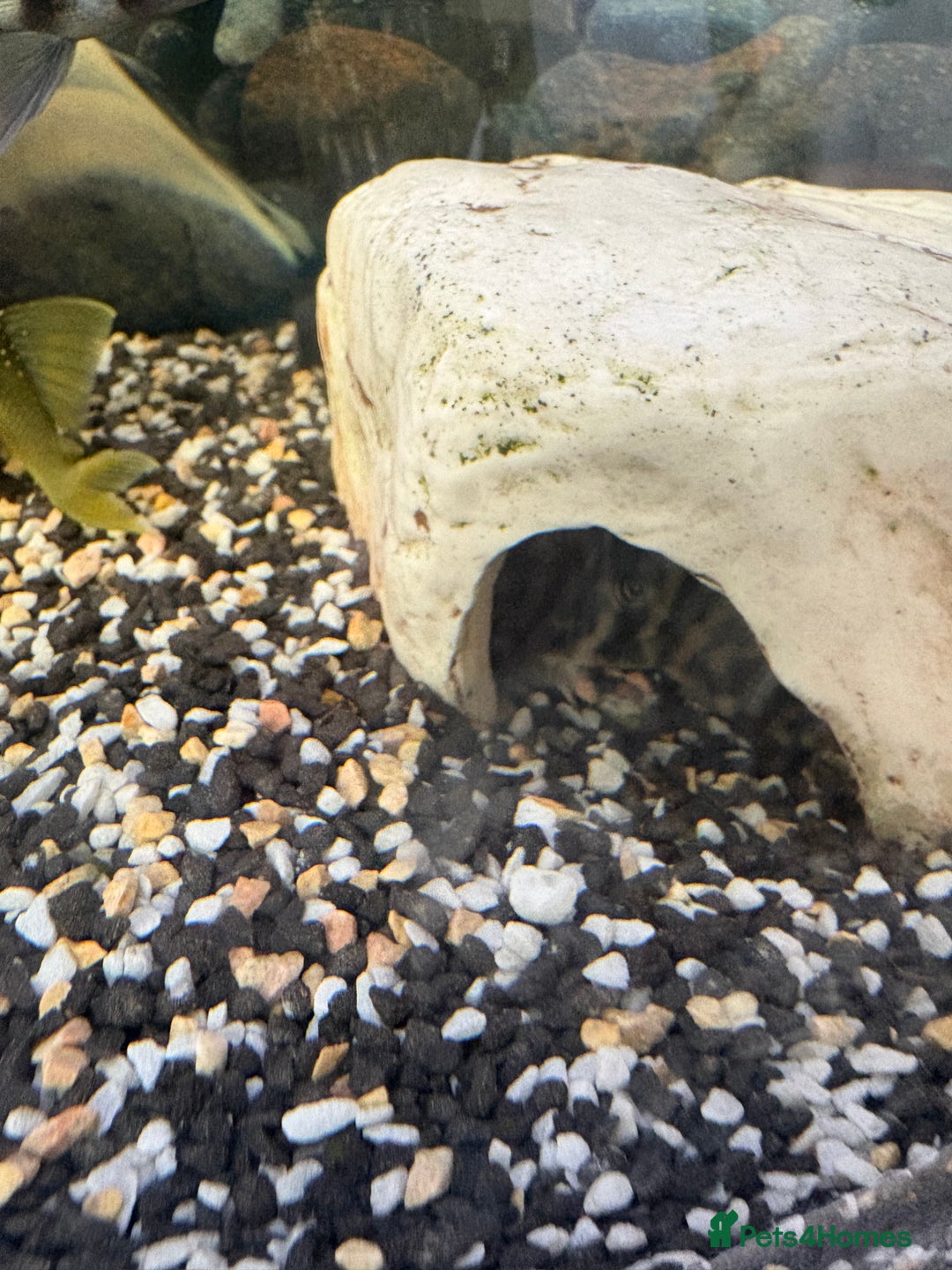 Cichlids fish for sale: Mix of Tropical Fish with Tank  - Advert 9