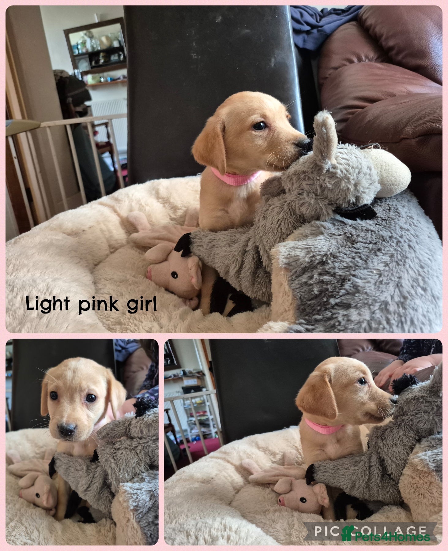 Labrador Retriever dogs for sale: 🐾 Labrador Puppies – Fox Red & Golden 🐾 - Advert 2