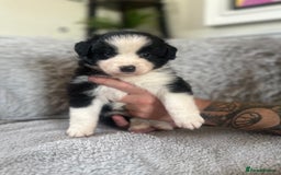 Australian Shepherd dogs for sale: 3 remaining- Beautiful Australian Shepherds  - Image 26
