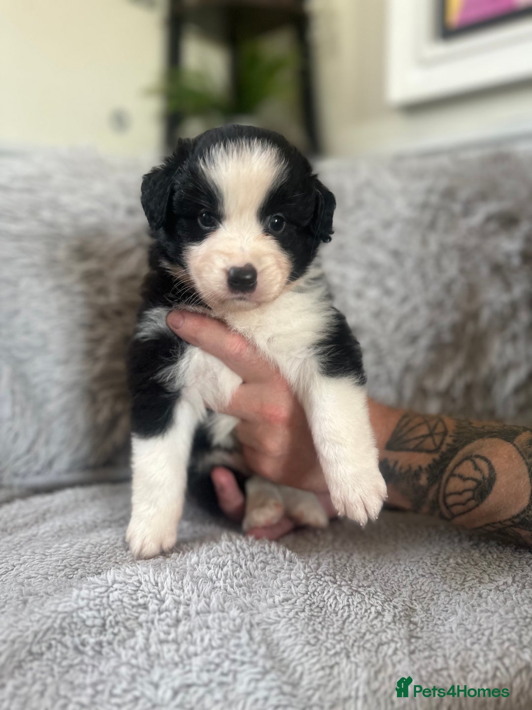Australian Shepherd dogs for sale: 3 remaining- Beautiful Australian Shepherds  - Image 26