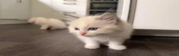 Ragdoll cats for sale: Four gorgeous Ragdoll kittens  - Advert 6
