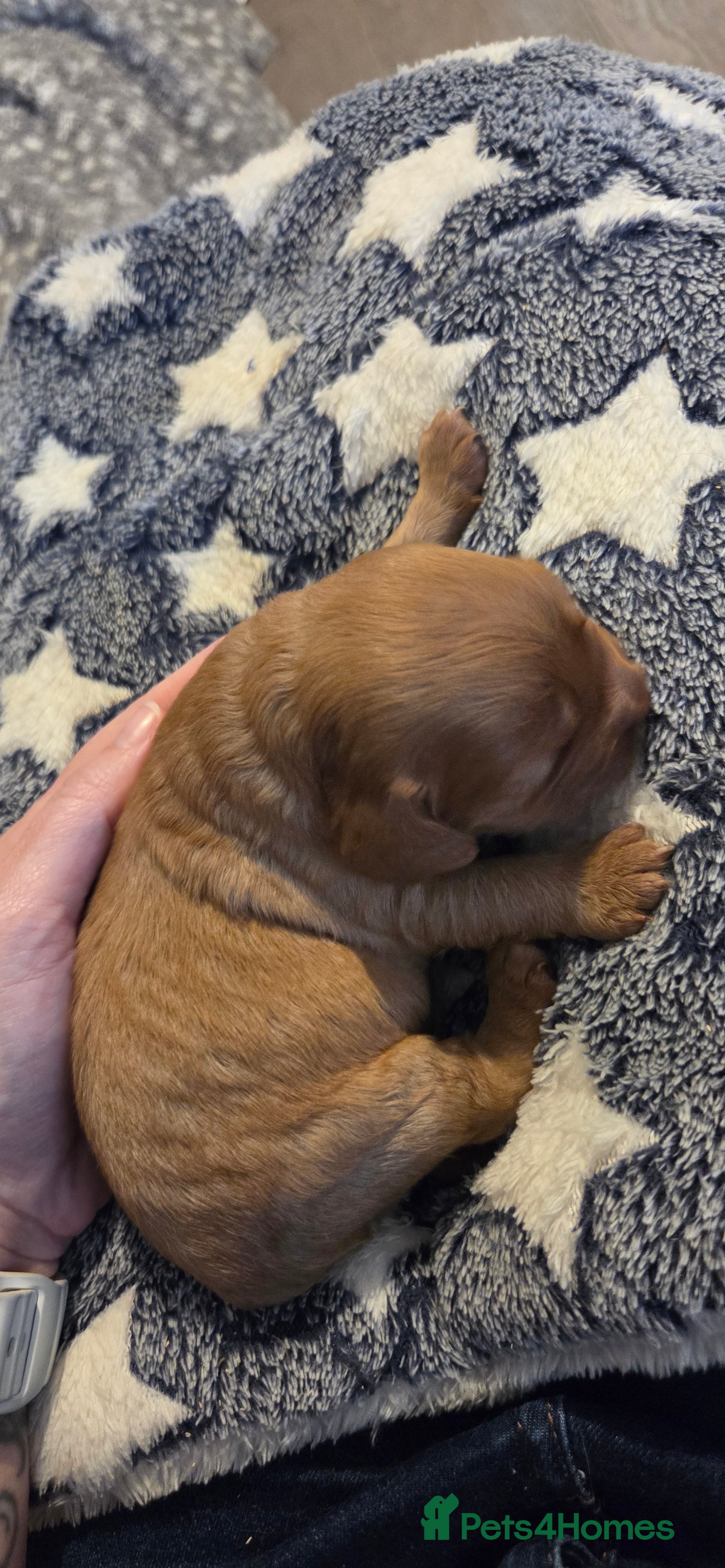 Cocker Spaniel dogs 7 Absolutely Stunning Cocker Spaniel Puppies.  - Advert 2