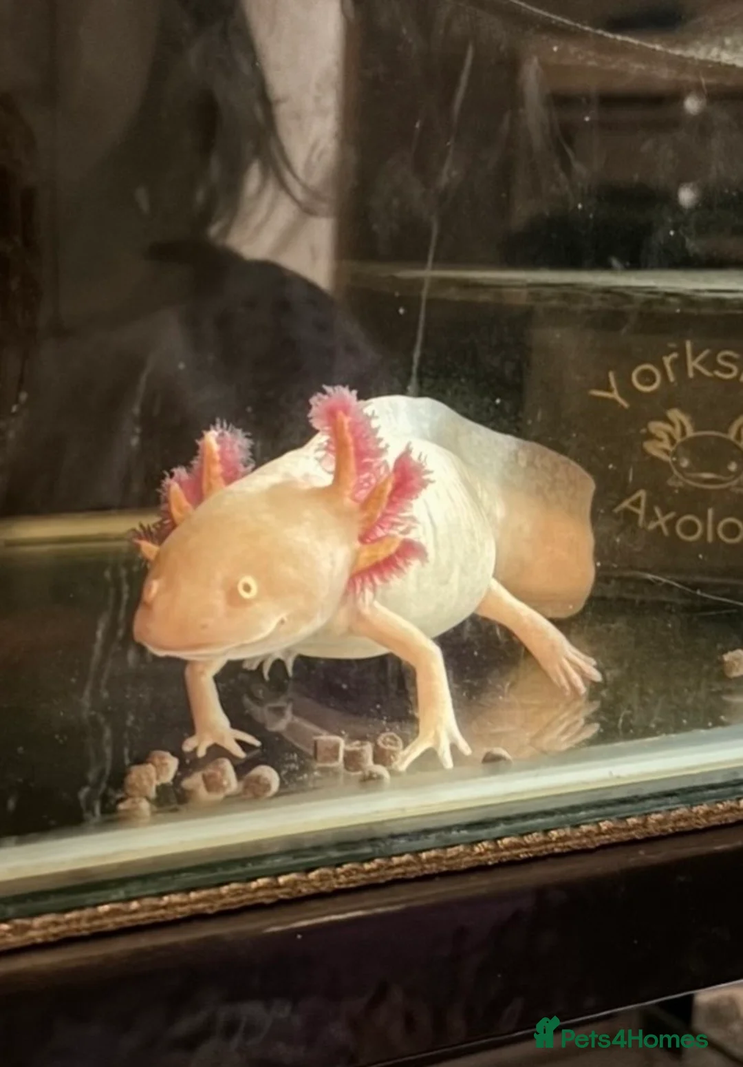 Axolotl reptiles for sale: Axolotl eggs in Leeds - Advert 2