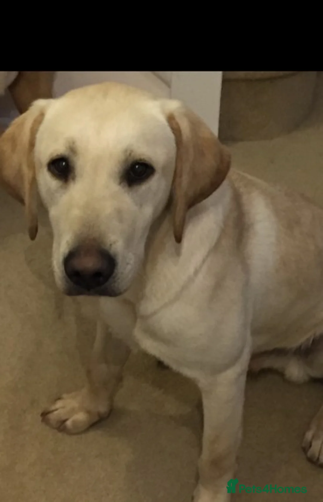 Labrador Retriever dogs for stud: At Stud - "Dirty Harry" in Chelmsford - Advert 4
