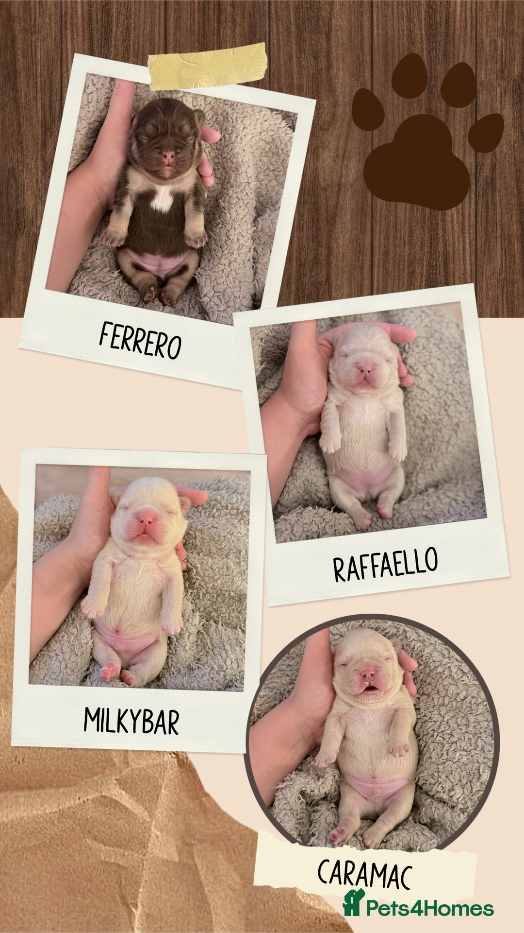 French Bulldog dogs for sale: 🔥Outstanding Quality Fluffy Frenchies🔥 - Advert 8