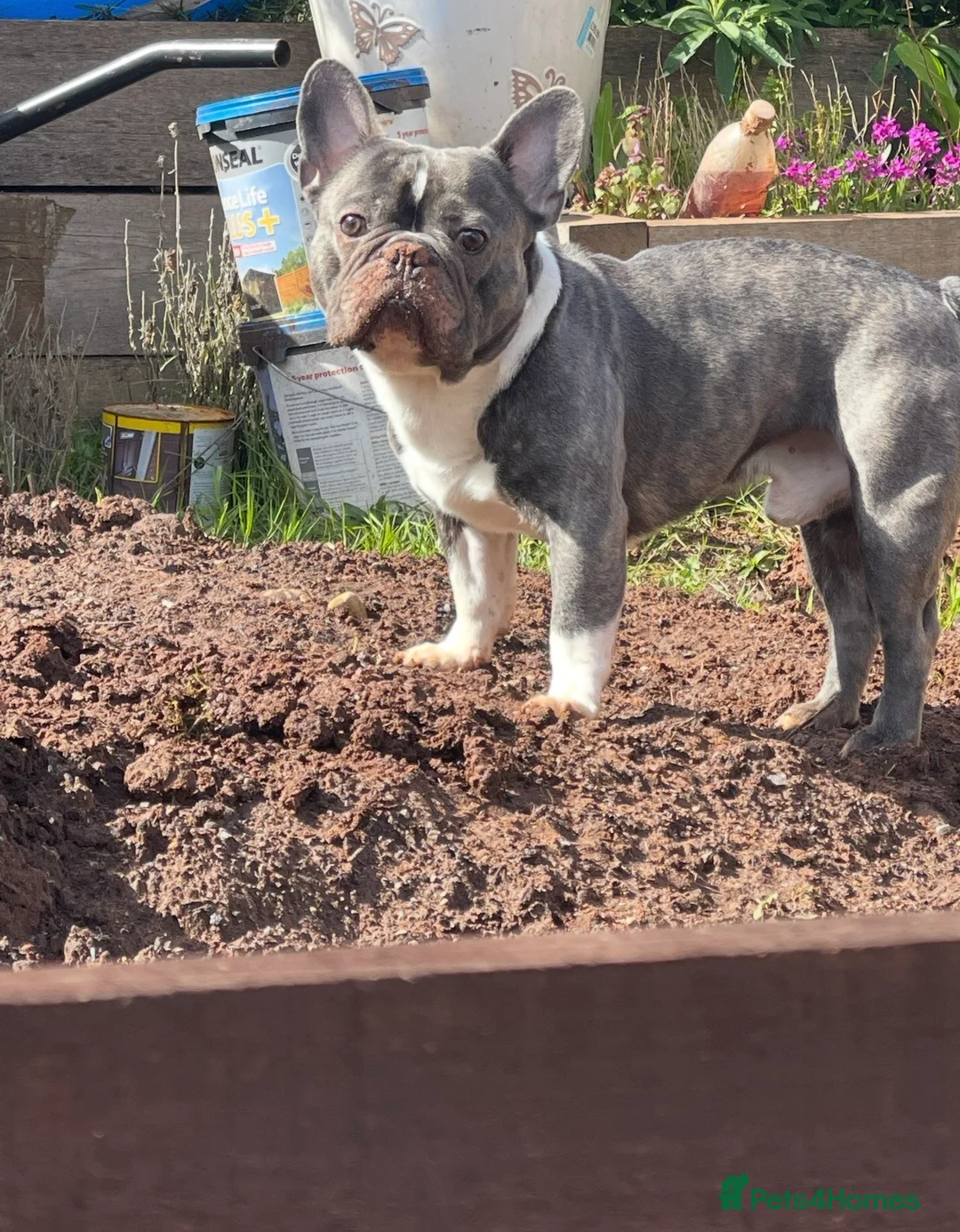 French Bulldog dogs for sale: Reluctant selling of our French bulldog  in Cinderford - Advert 1