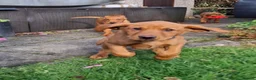 Labrador Retriever dogs for sale: KC Registered Fox Red Labrador Retriever Puppies - Advert 3