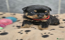 Rottweiler dogs for sale: Stunning Rottweiler puppy’s  - Image 2