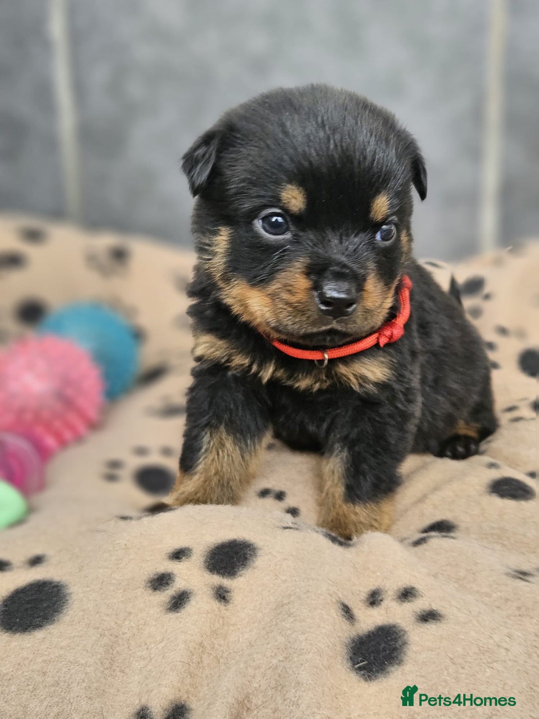 Rottweiler dogs for sale: Stunning Rottweiler puppy’s  - Image 2