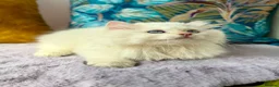 British Longhair cats for sale: Champion lines british longhair kittens - Advert 4