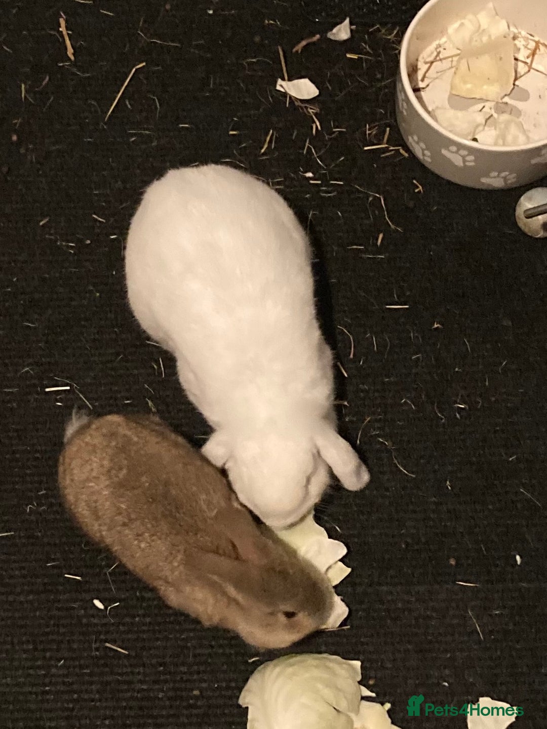 Mini Lop rabbits for sale: Rabbit - Advert 5