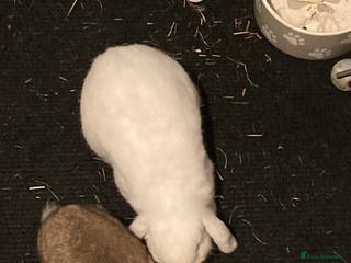 Mini Lop rabbits Rabbit - Advert 1