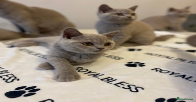 British Shorthair cats - Advert 14