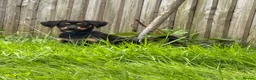 Mixed Breed dogs for sale: 3-Month-Old Puppy Looking for a Loving Home 🐾 in Preston - Advert 2