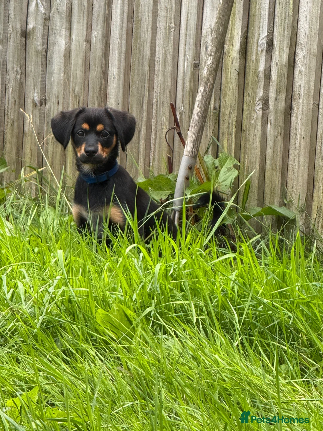 Mixed Breed dogs for sale: 3-Month-Old Puppy Looking for a Loving Home 🐾 in Preston - Advert 2