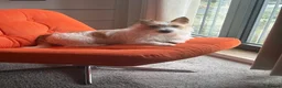 Jack Russell dogs for sale: Benji in Maidstone - Advert 13