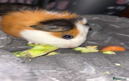 Guinea Pig rodents for sale: Baby guinea pigs - Image 2