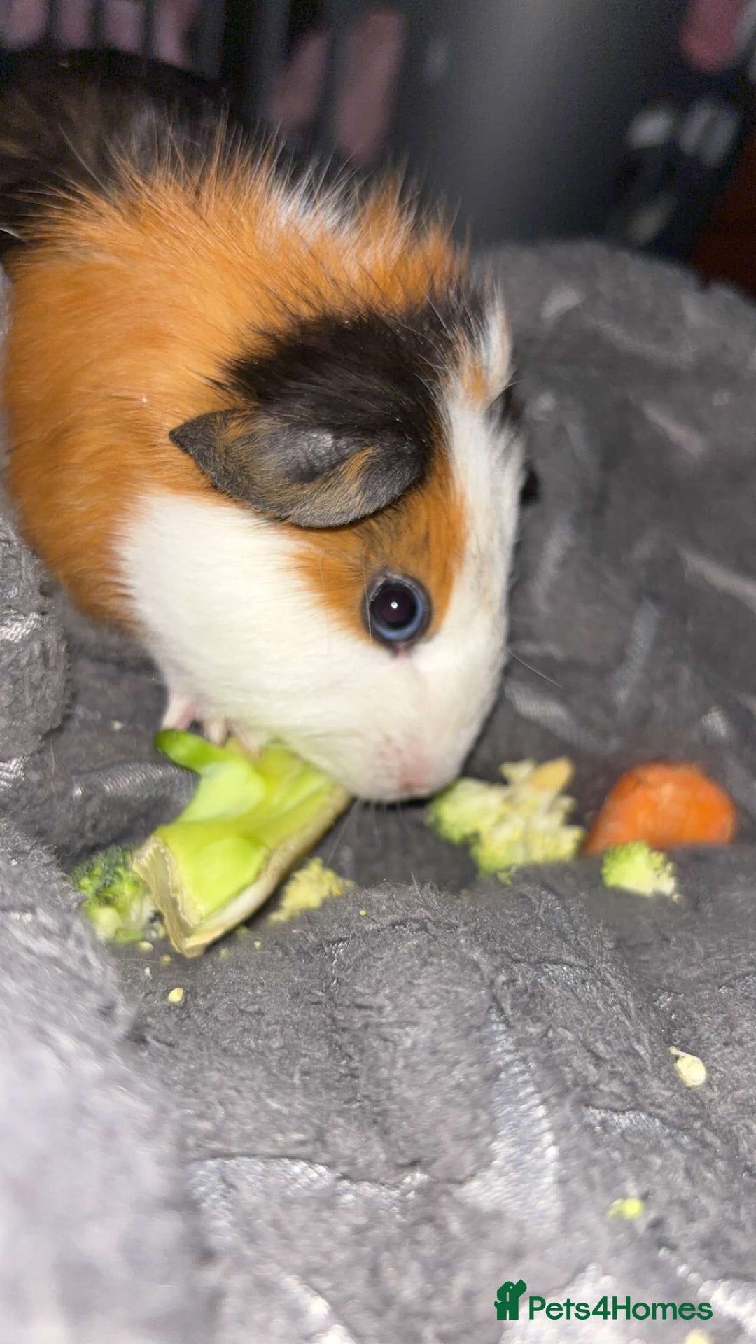 Guinea Pig rodents for sale: Baby guinea pigs - Image 2