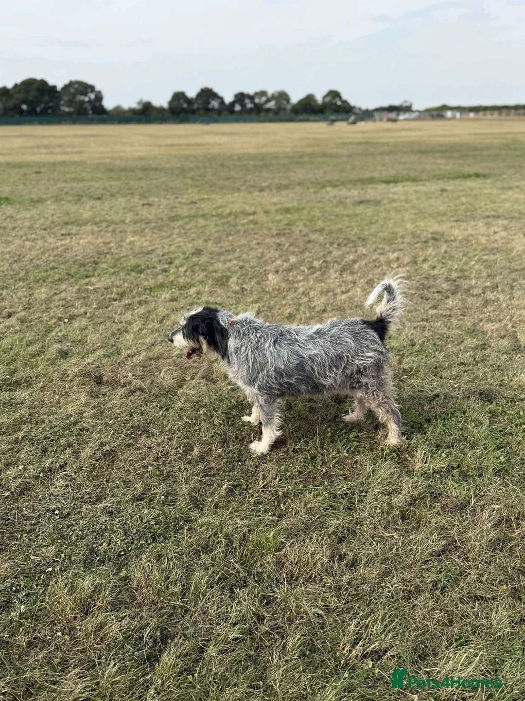 Mixed Breed dogs for adoption: Lovely Ember - looking for her forever home - Advert 3