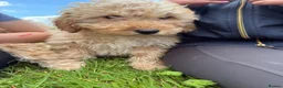 Labradoodle dogs for sale: Stunning miniature multigen labradoodle puppies - Advert 4