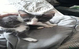 American Wirehair cats for sale: 3 kittens for Sale - Image 2