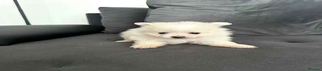 Pomeranian Puppy 3