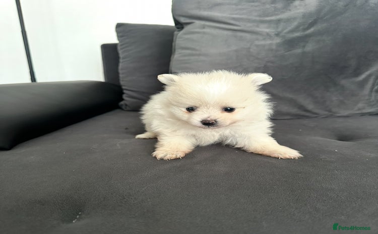 Pomeranian dogs - Advert 16