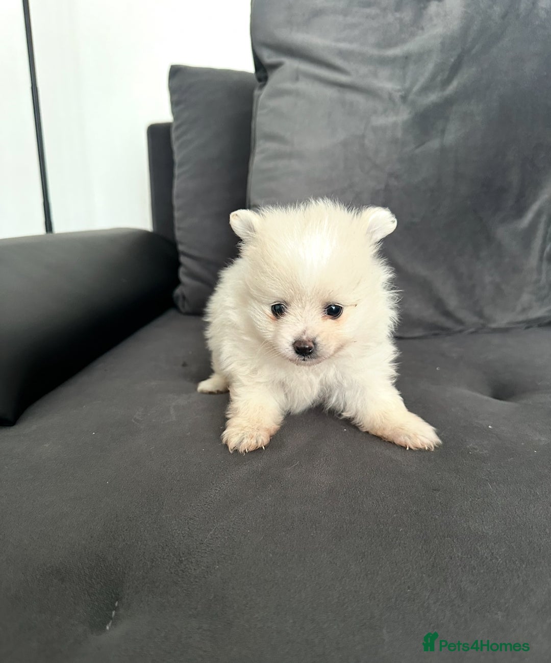 Pomeranian dogs for sale: Pomaranian puppies - Image 4