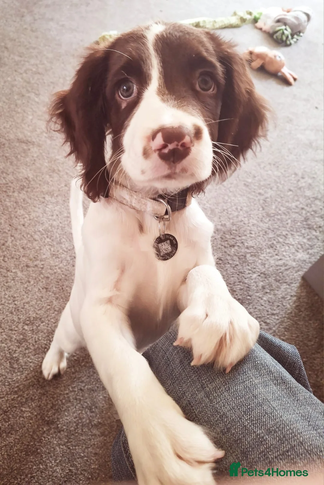 English Springer Spaniel dogs for sale: Female Springer Spaniel in Blyth - Advert 6