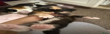 Mixed Breed 1