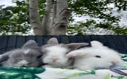 Mini Lion Lop rabbits for sale: EUROPEAN TEDDYWIDDER BABIES  - Image 13