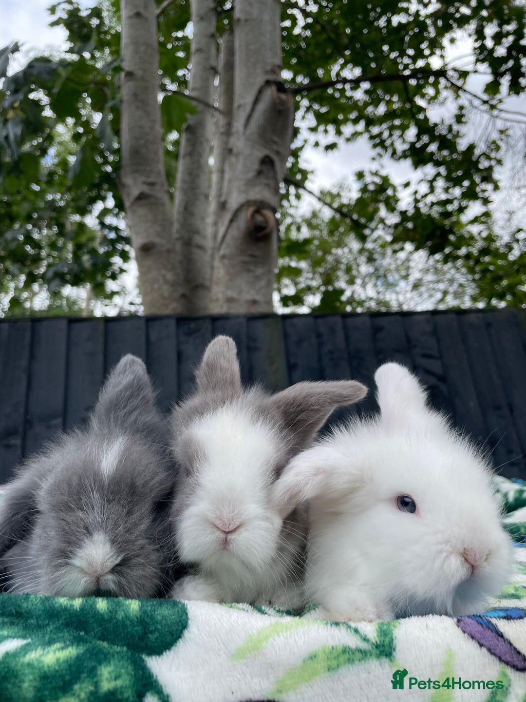 Mini Lion Lop rabbits for sale: EUROPEAN TEDDYWIDDER BABIES  - Image 13