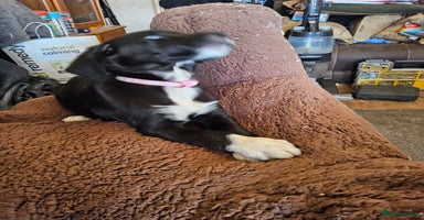 Mixed Breed dogs Gorgeous puppies  - Advert 16