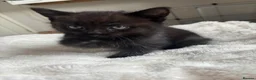 Mixed Breed cats for sale: 6 beautiful kittens  - Advert 10