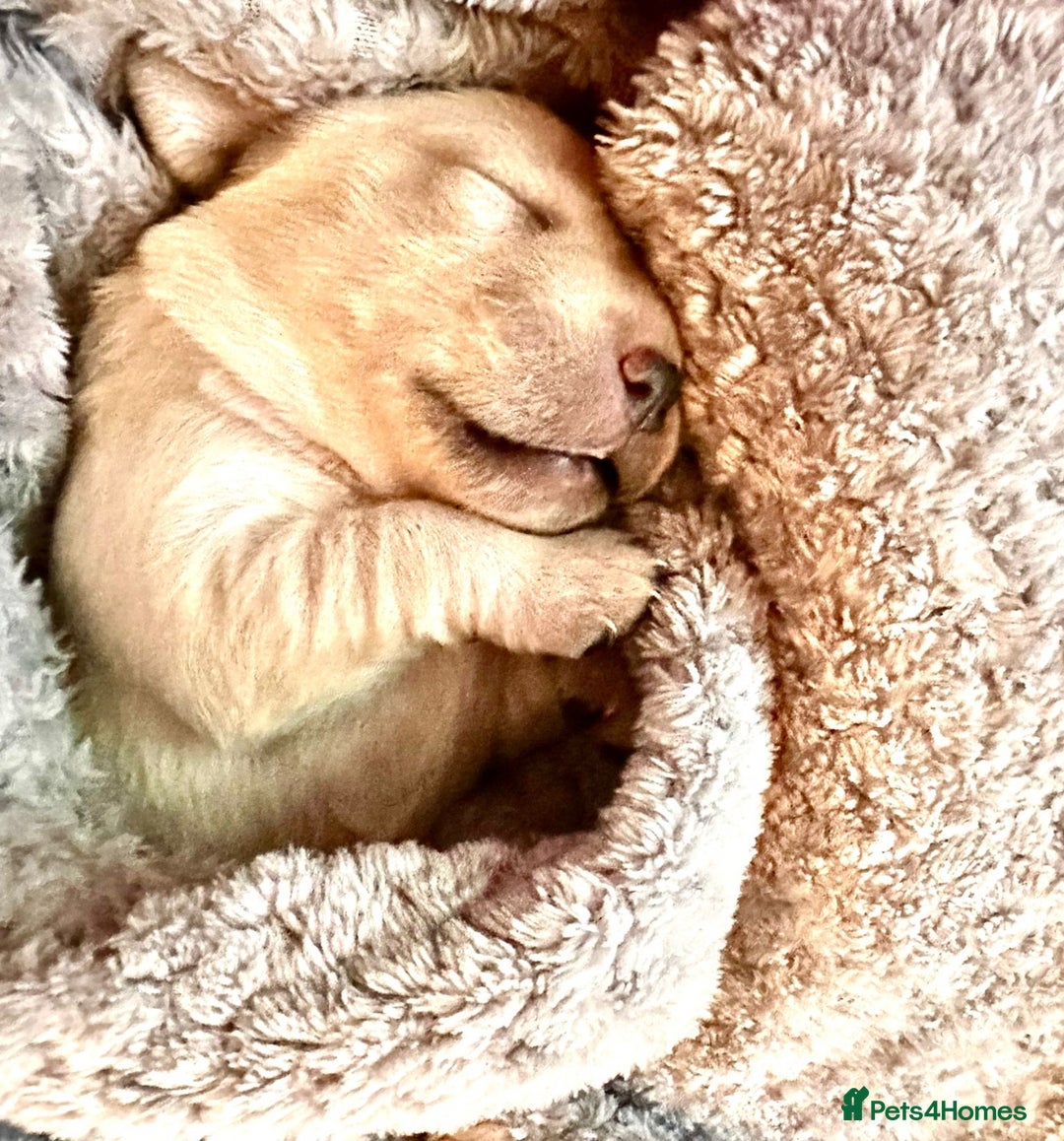 Labrador Retriever dogs for sale: 🐾 adorable Labrador Puppies- Taking Deposits Now - Image 5