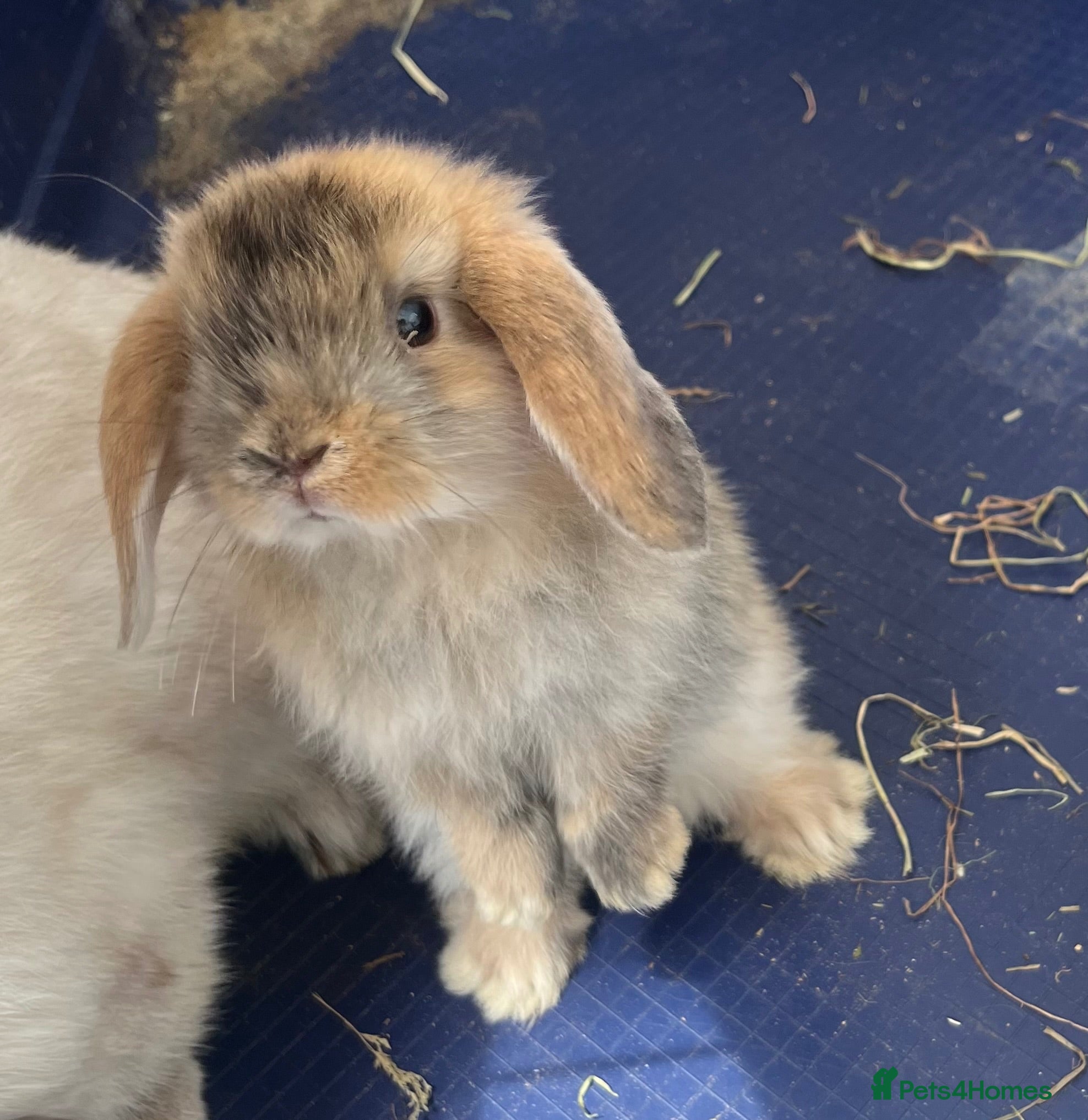 Mini Lop rabbits Gorgeous Mini Lop Bunnies - Advert 10