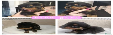 Rottweiler 1